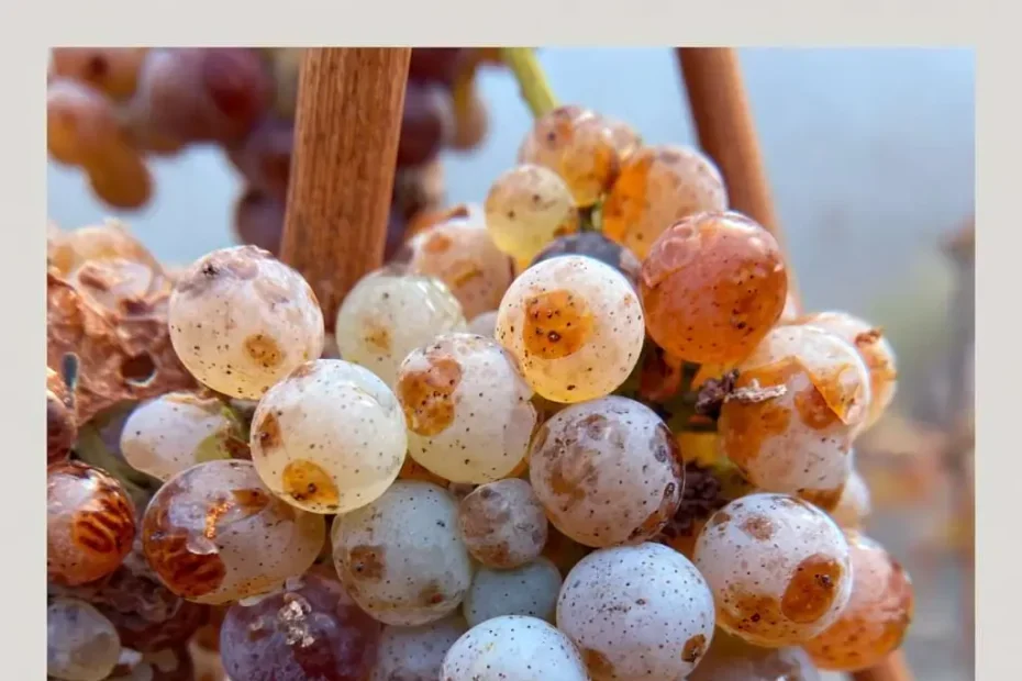 sweet riesling grape